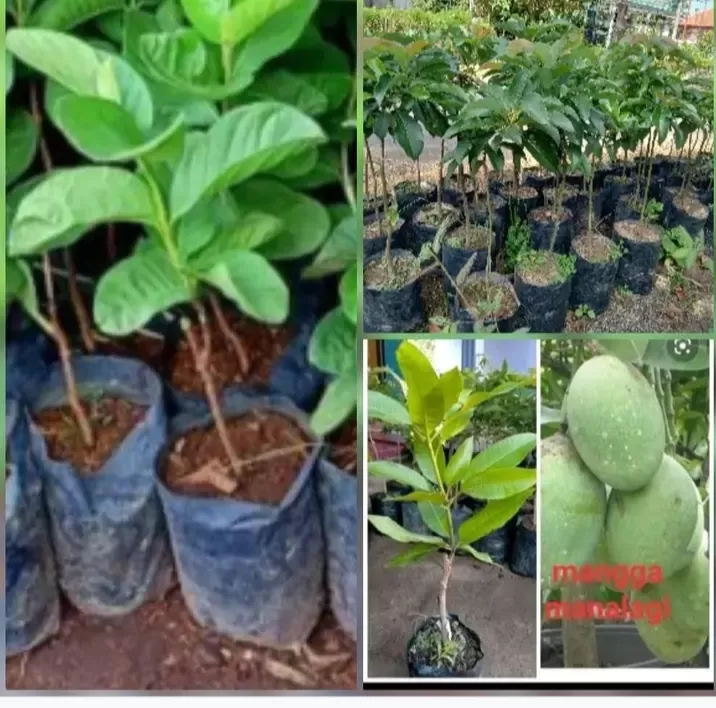 Bibit alpokat Aligator.bibit jambu sukun merah.bibitmangga manalagi